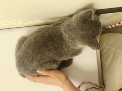 -爱诺耐芙动物医院(万博店)