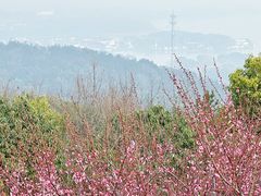 -香雪海
