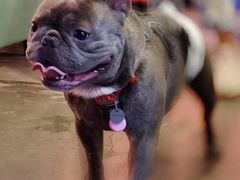 -百好乐宠物友好餐厅(朝外大街店)