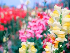 -广东花都香草世界旅游度假区