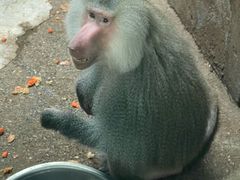-青藏高原野生动物园
