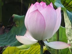 -荔湾湖公园