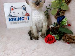 -十年猫舍·猫咪专门店(普陀店)