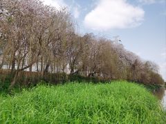 -广东花都湖国家湿地公园