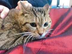 -爱妮康宠物医院·干细胞免疫细胞·肿瘤·心脏(张江店)