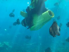 -瑞德姆美人鱼海底演艺主题餐厅(亚龙湾店)