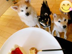 -喜柴咖啡·柴犬狗咖