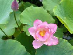 -莲花池公园