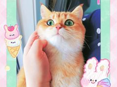 -东方名猫馆·英短金渐层布偶猫舍(环线广场1号楼店)