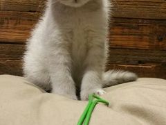 android_upload_pic-MIKAKU(万达广场上海宝山店)