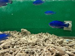 -上海大自然野生昆虫馆(东方明珠·爬宠昆虫探索中心)