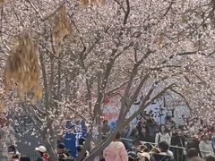 -桃花堤公园