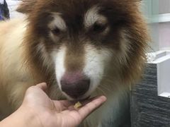 -八公叔叔宠物美容连锁(春申店)