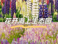 -花开海上生态园