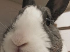 -宠物兔专门店(天丰利市场店)