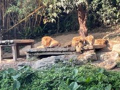-广州长隆野生动物世界