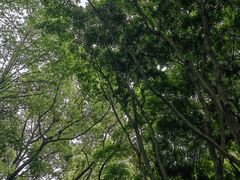 -上海共青森林公园