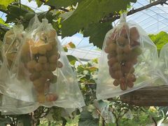 -马陆小张葡萄园农家乐