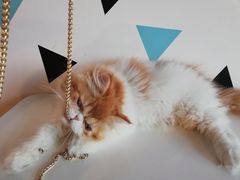 -Cappucimeow猫咪咖啡馆(韦伯时代店)