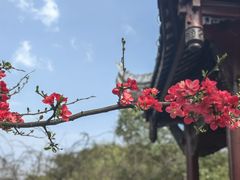 -棠湖公园