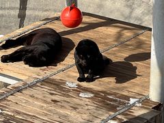 -石家庄市动物园