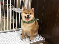 -逗柴咖啡屋·狗咖猫咖宠物桌游