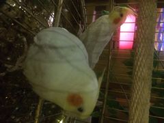 iphone_upload_pic-那家小馆•北京菜•烤鸭(中关村店)