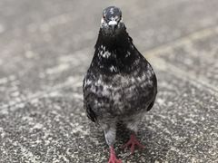 -博鳌禅寺