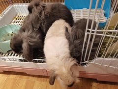 -猫猫幼稚园·撸猫·桌游·电玩
