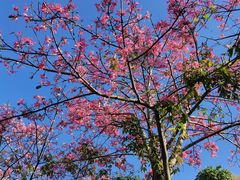 -风云岭森林公园