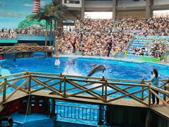 -海合安成都极地海洋公园