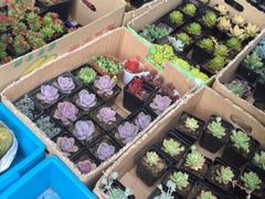 -本溪路花鸟市场(江浦路1709弄小区店)