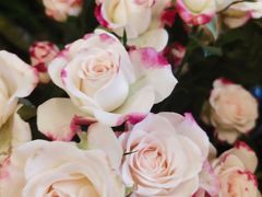 -静岸花卉园艺(三星坊店)