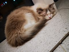 -飞行喵MR PILOT|猫舍·猫咖(静安大融城店)