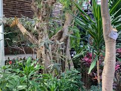 -北京植物园-展览温室