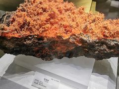 -湖南省地质博物馆