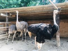 -北京呀路古热带植物园