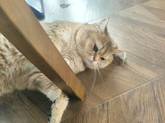 -蓝鲸·缅因猫舍