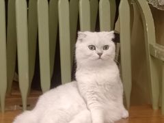 -怪兽屋·羊驼·猫咖·狗咖(俊华广场店)