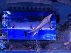 -海合安武汉极地海洋公园