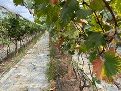 -麦园农庄·西江河鲜