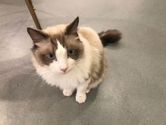 -飞行喵MR PILOT|猫舍·猫咖(静安大融城店)