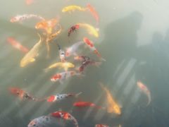 -花博汇(知音花月夜)