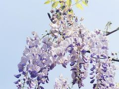 -嘉定紫藤园