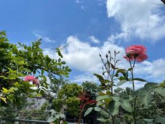 -新场古镇-停车场