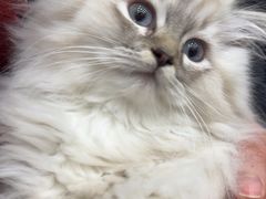 -爱佳宠物中心医院24H·CT·骨外科·猫专科(瑶海万达店)
