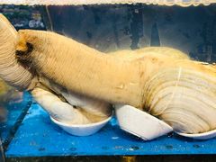 象牙蚌-开海·红岛海鲜虾水饺(石老人店)