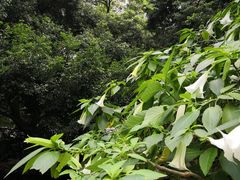 -成都市活水公园