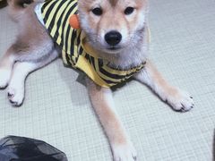 -逗柴咖啡屋·狗咖猫咖宠物桌游
