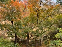 -北京西山国家森林公园